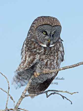 Strix nebulosa  GREAT GRAY OWL 9008110
