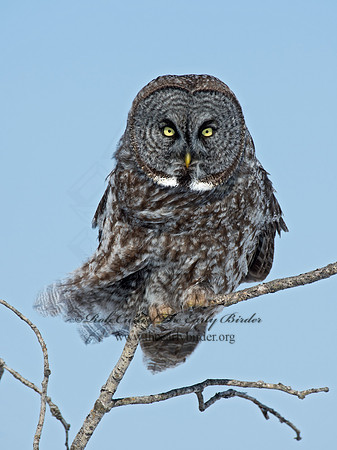 Strix nebulosa  GREAT GRAY OWL 9008115