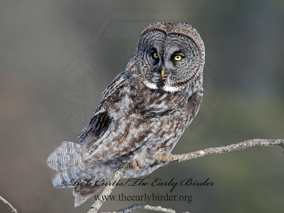 Strix nebulosa  GREAT GRAY OWL 9008118