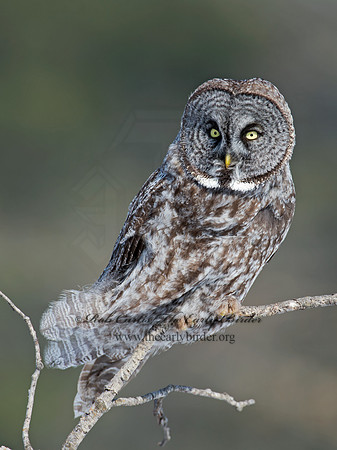 Strix nebulosa  GREAT GRAY OWL 9008122