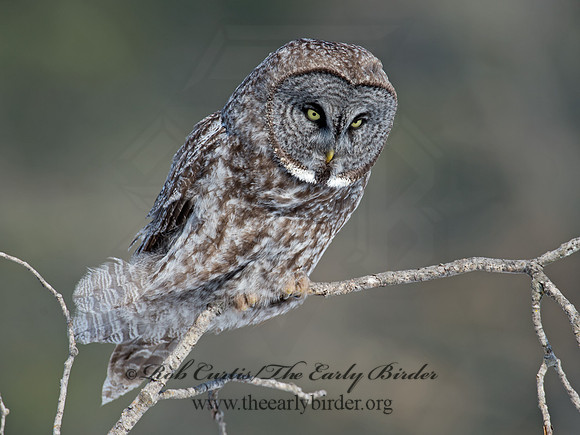 Strix nebulosa  GREAT GRAY OWL 9008125