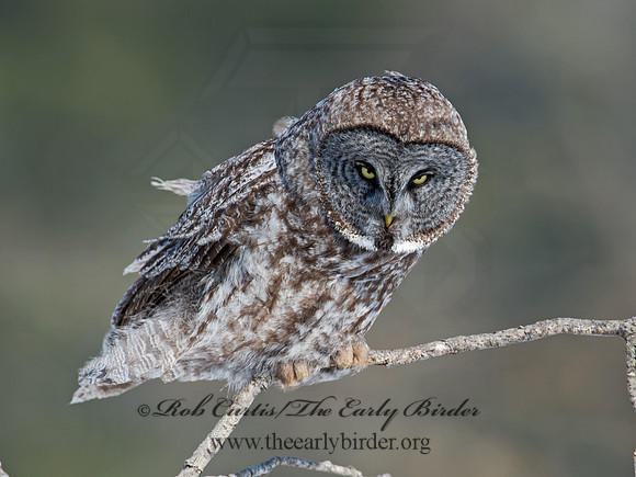 Strix nebulosa  GREAT GRAY OWL 9008126