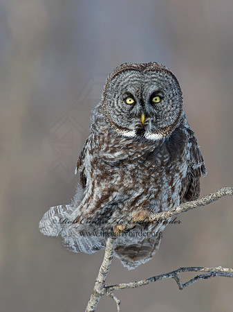 Strix nebulosa  GREAT GRAY OWL 9008128