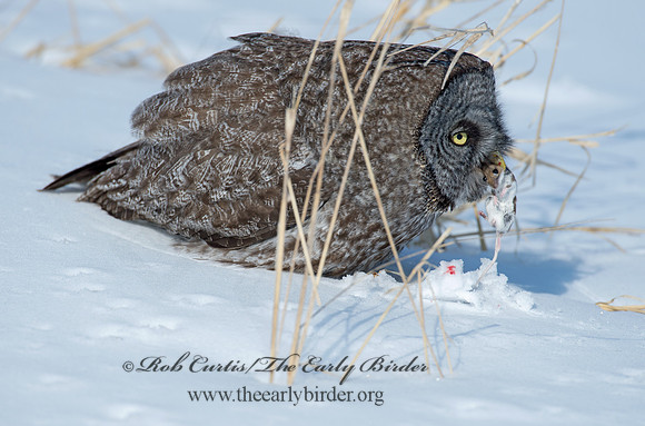 Strix nebulosa  GREAT GRAY OWL 9008134