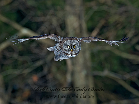Strix nebulosa  GREAT GRAY OWL 9008168