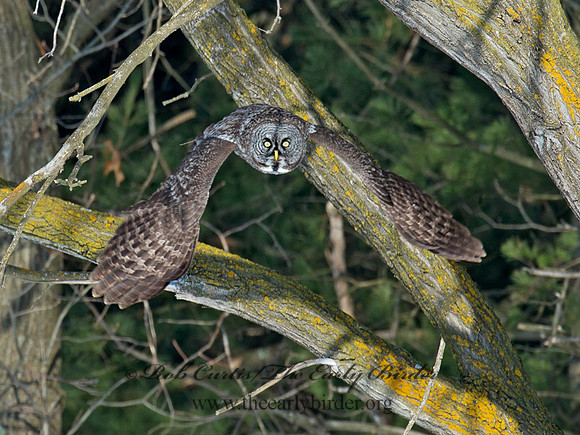 Strix nebulosa  GREAT GRAY OWL 9008173