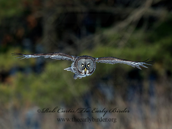 Strix nebulosa  GREAT GRAY OWL 9008181