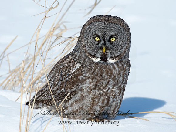 Strix nebulosa  GREAT GRAY OWL 9008145