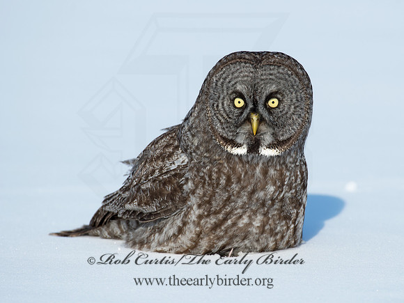 Strix nebulosa  GREAT GRAY OWL 9008185