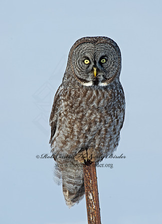 Strix nebulosa  GREAT GRAY OWL 9008199