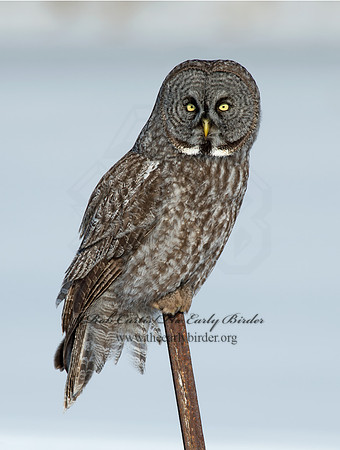 Strix nebulosa  GREAT GRAY OWL 9008201