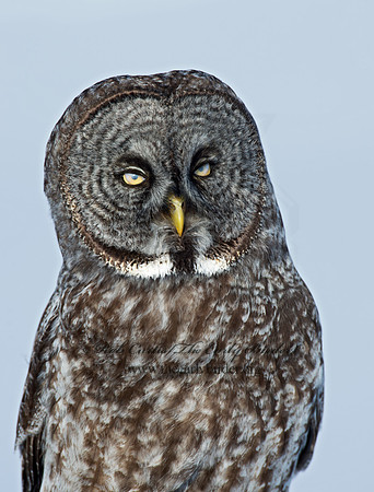 Strix nebulosa  GREAT GRAY OWL 9008218