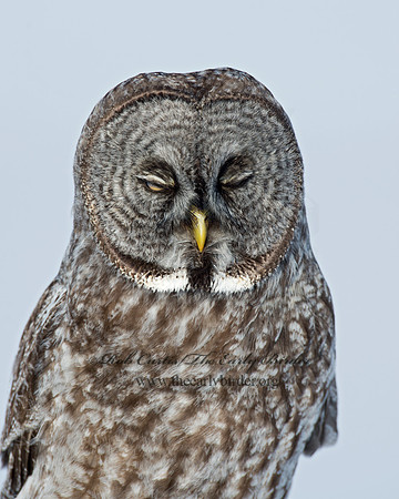 Strix nebulosa  GREAT GRAY OWL 9008229