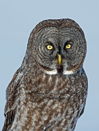 Strix nebulosa  GREAT GRAY OWL 9008226