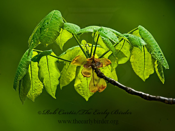 Carya ovata  SHAGBARK HICKORY 8003202z