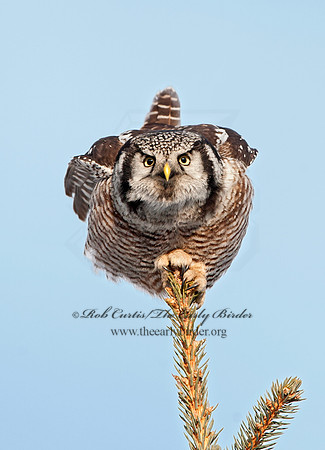 Surnia ulula  NORTHERN HAWK OWL 8033777