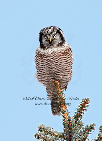 Surnia ulula  NORTHERN HAWK OWL 8033754