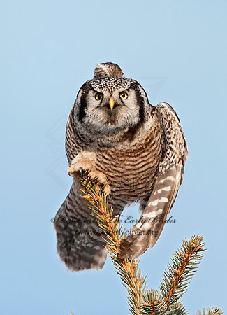Surnia ulula  NORTHERN HAWK OWL 8033775