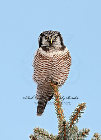 Surnia ulula  NORTHERN HAWK OWL 8033765