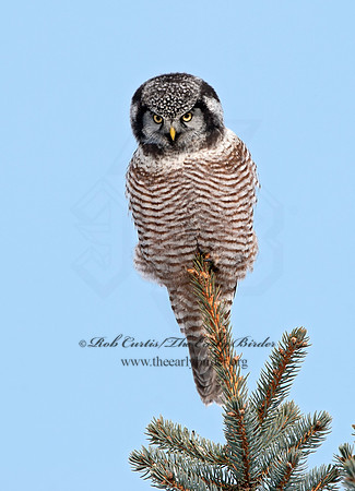 Surnia ulula  NORTHERN HAWK OWL 8033750