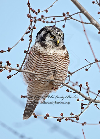 Surnia ulula  NORTHERN HAWK OWL 9027751