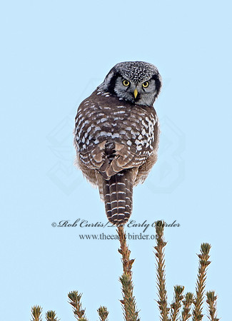 Surnia ulula  NORTHERN HAWK OWL 9027763