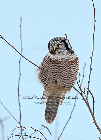 Surnia ulula  NORTHERN HAWK OWL 9027795