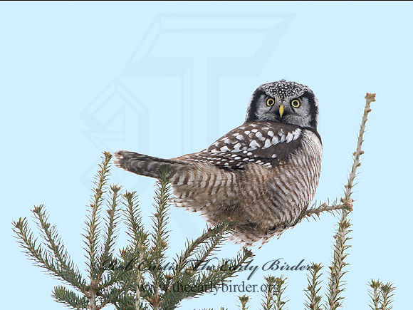Surnia ulula  NORTHERN HAWK OWL 9027791