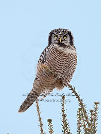 Surnia ulula  NORTHERN HAWK OWL 9027786
