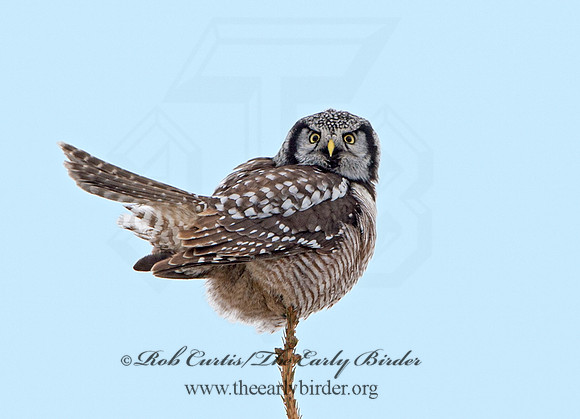 Surnia ulula  NORTHERN HAWK OWL 9027808