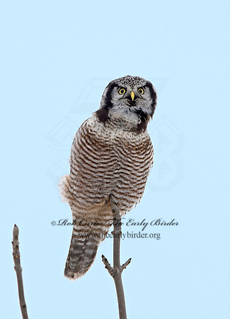 Surnia ulula  NORTHERN HAWK OWL 9027805