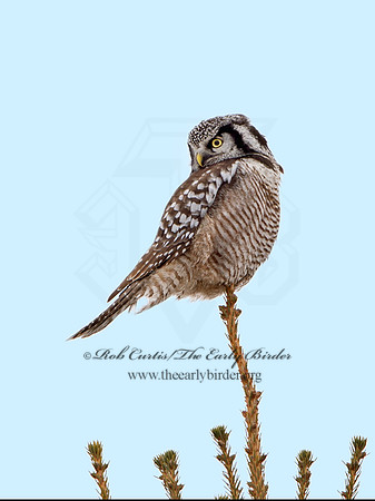 Surnia ulula  NORTHERN HAWK OWL 9027809