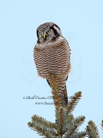 Surnia ulula  NORTHERN HAWK OWL 9027825
