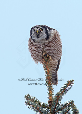 Surnia ulula  NORTHERN HAWK OWL 9027841