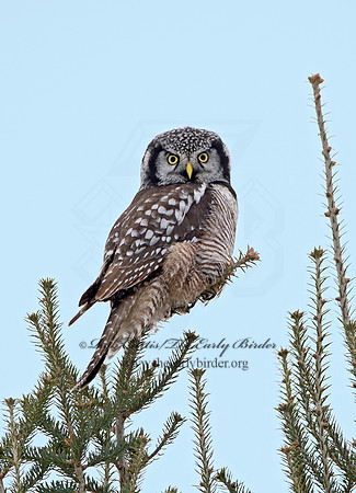 Surnia ulula  NORTHERN HAWK OWL 9027829