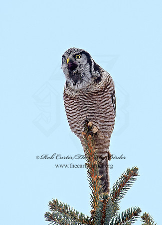 Surnia ulula  NORTHERN HAWK OWL 9027842