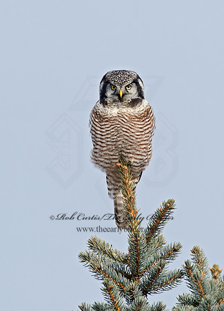 Surnia ulula  NORTHERN HAWK OWL 9027849