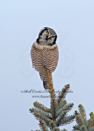 Surnia ulula  NORTHERN HAWK OWL 9027856