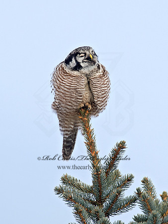 Surnia ulula  NORTHERN HAWK OWL 9027869