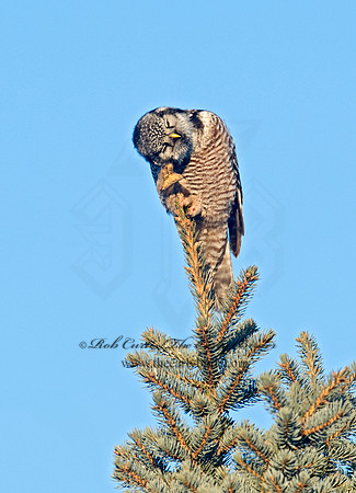 Surnia ulula  NORTHERN HAWK OWL 9027896