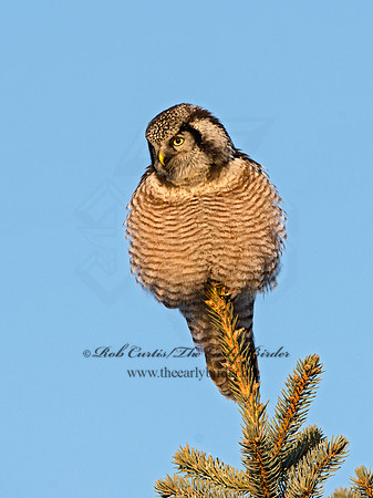 Surnia ulula  NORTHERN HAWK OWL 9027902
