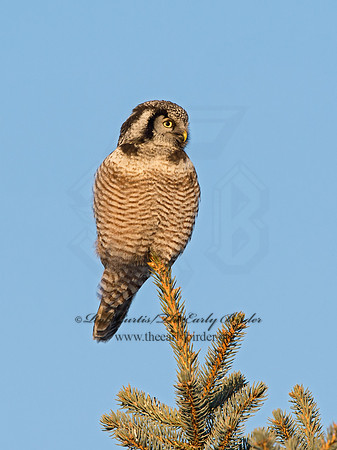 Surnia ulula  NORTHERN HAWK OWL 9027904