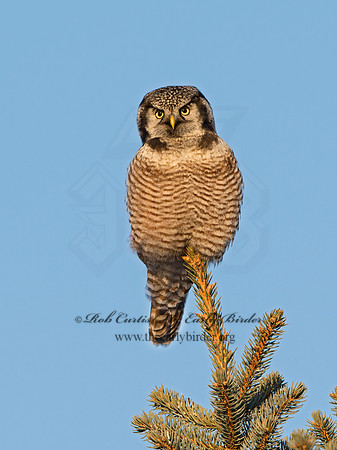 Surnia ulula  NORTHERN HAWK OWL 9027906