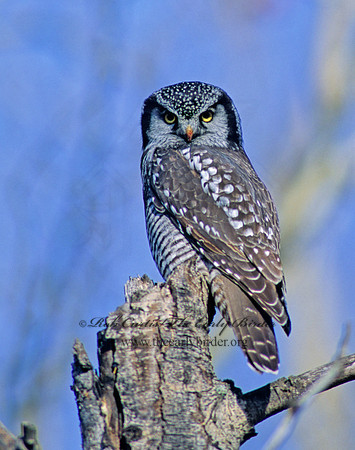 Surnia ulula  NORTHERN HAWK OWL 61730