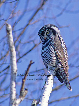 Surnia ulula  NORTHERN HAWK OWL 61911