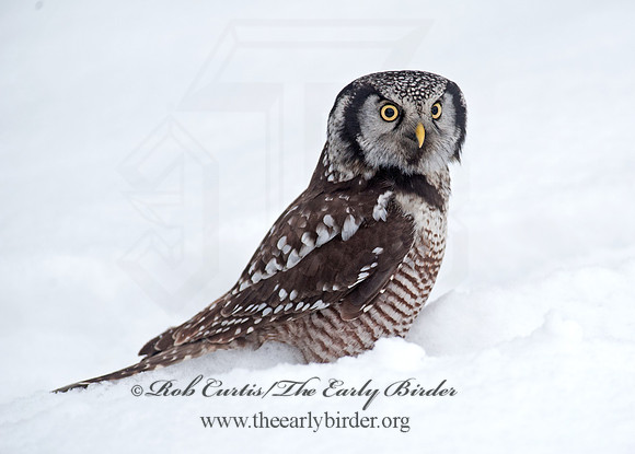Surnia ulula  NORTHERN HAWK OWL 8033719
