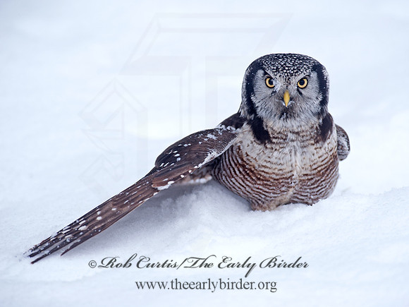 Surnia ulula  NORTHERN HAWK OWL 8033712