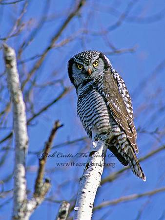 Surnia ulula  NORTHERN HAWK OWL 61913
