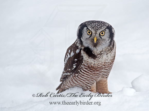 Surnia ulula  NORTHERN HAWK OWL 8033721