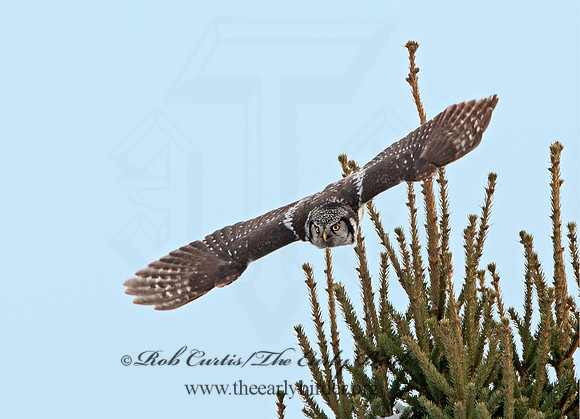 Surnia ulula  NORTHERN HAWK OWL 8033762